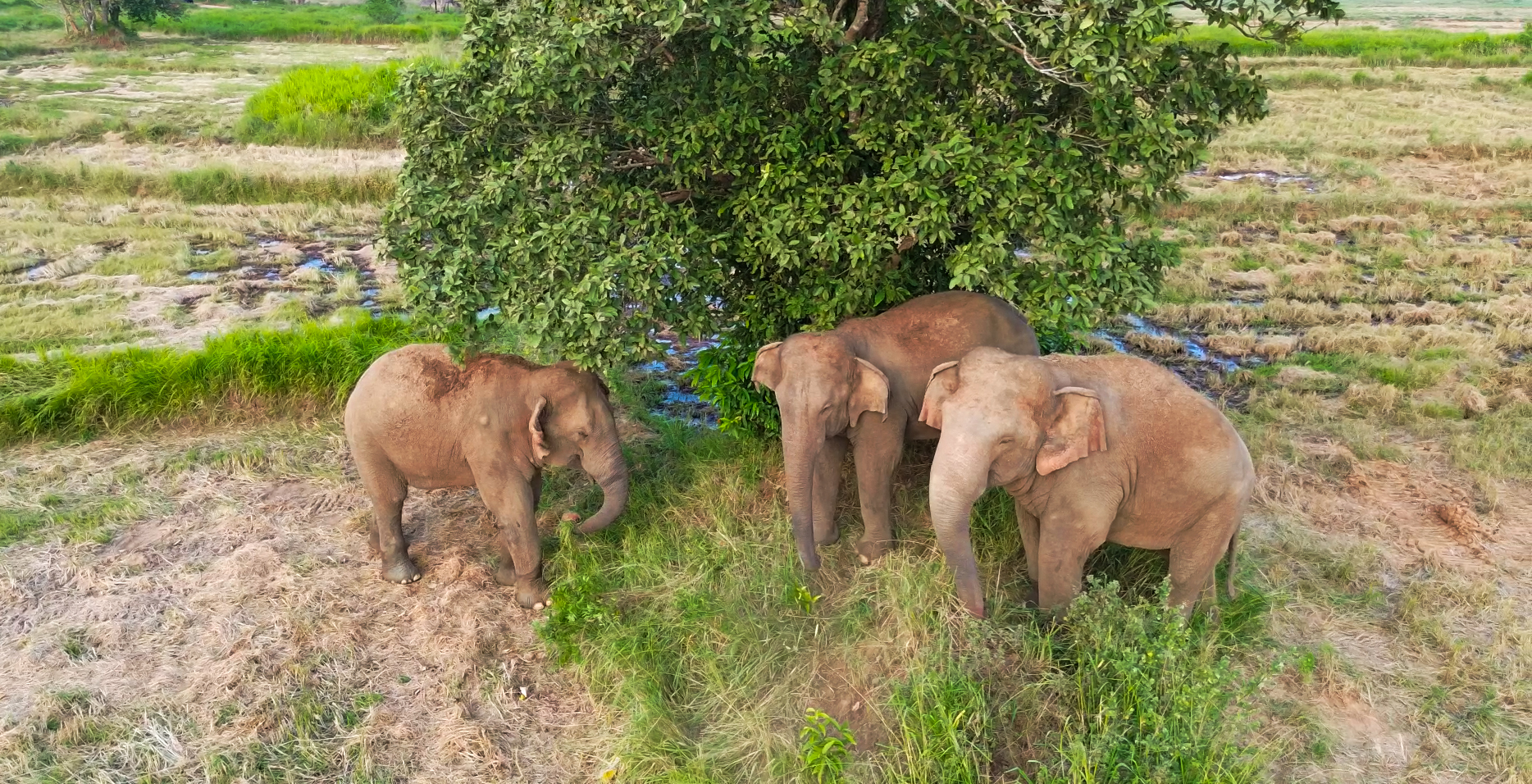 Sri Lankan Elephant
